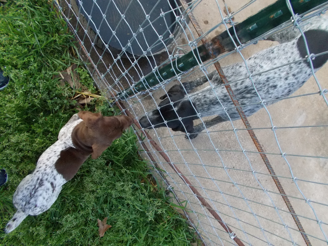 Siberian Husky & German Shorthaired Pointer Breeders