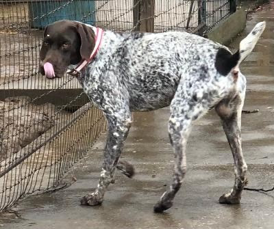 German Shorthair Pointer Puppies for Sale